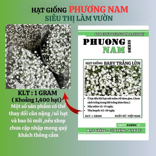 1 Gram - Hạt Giống Hoa Baby Lùn Trắng Trồng Chậu Phương Nam
