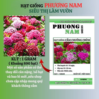 1 Gram - Hạt Giống Hoa Cẩm Chướng Chùm Mix Phương Nam