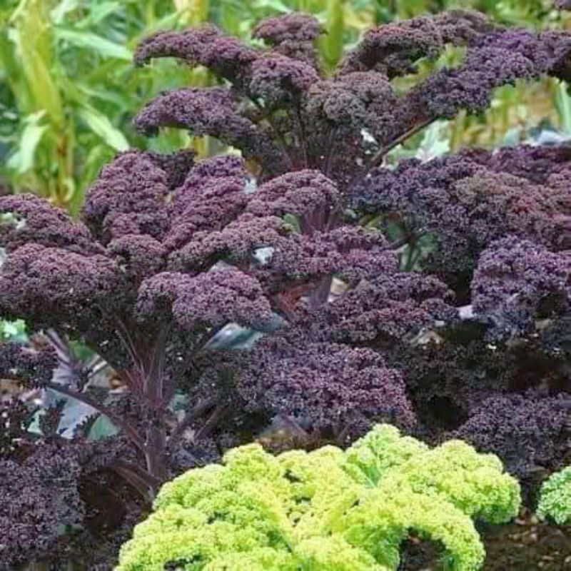 Hạt Giống Cải Kale Xoăn Tím Mỹ F1 Lâu Năm Chất Lượng Cao