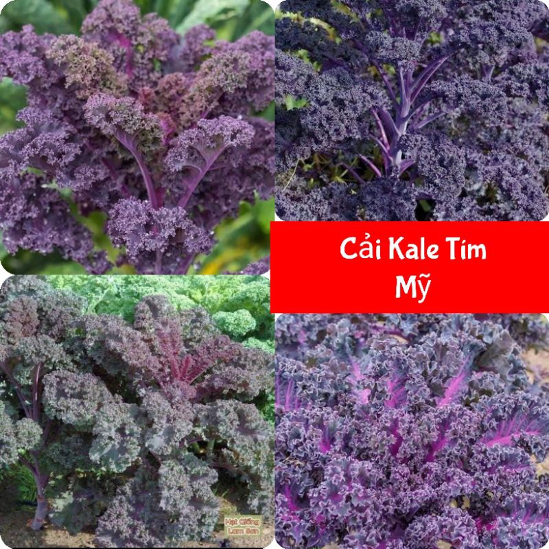 Hạt Giống Cải Kale Xoăn Tím Mỹ F1 Lâu Năm Chất Lượng Cao
