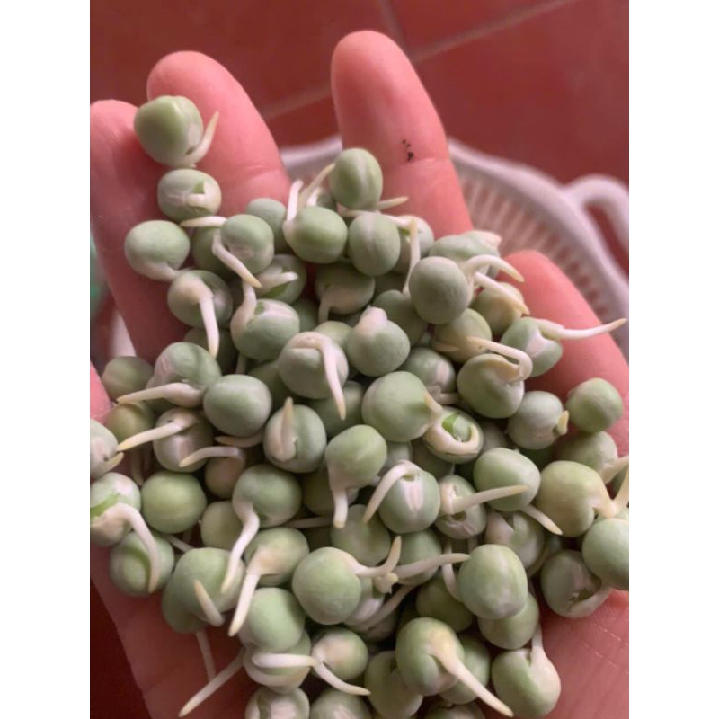 Hạt Giống Rau Mầm Đậu Hà Lan Sạch❤️ Ăn Cực Ngon Nhanh Thu Hoạch