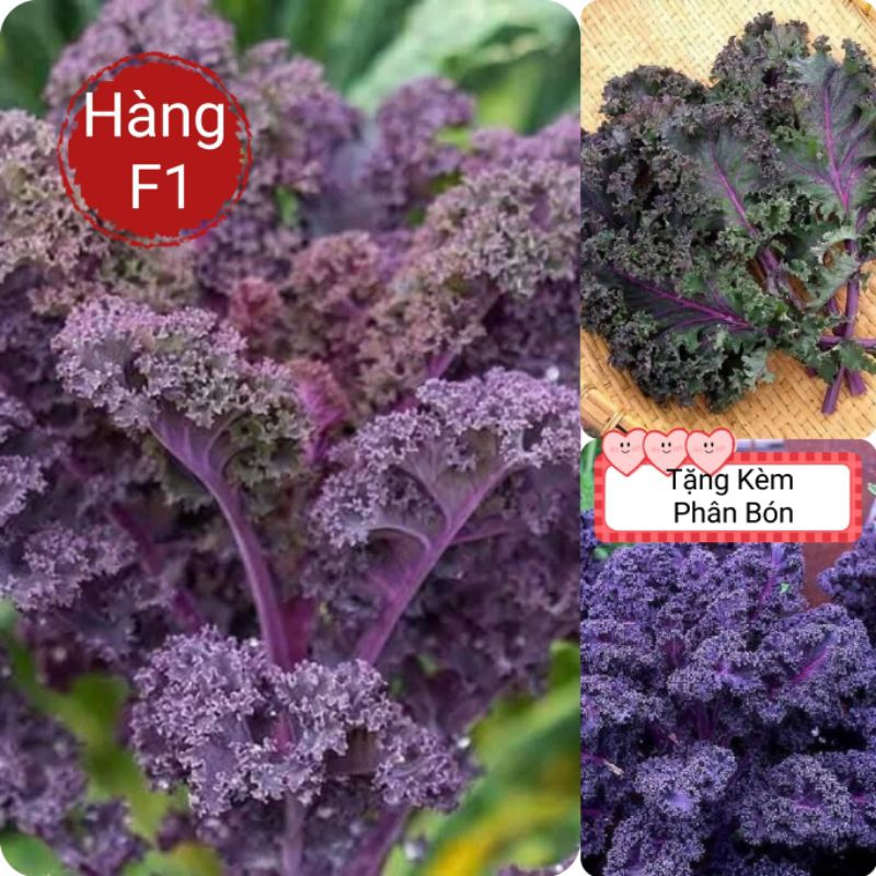 Hạt Giống Cải Kale Xoăn Tím Mỹ F1 Lâu Năm Chất Lượng Cao