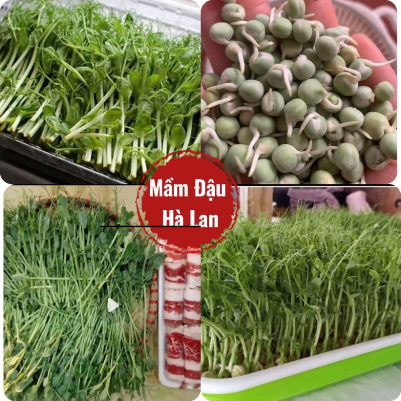 Hạt Giống Rau Mầm Đậu Hà Lan Sạch❤️ Ăn Cực Ngon Nhanh Thu Hoạch