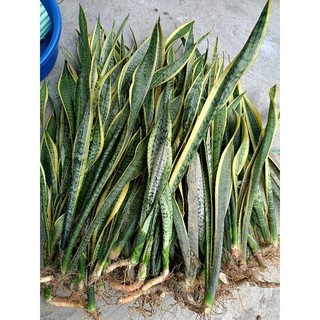50 cây lưỡi hổ cao lớn như hình