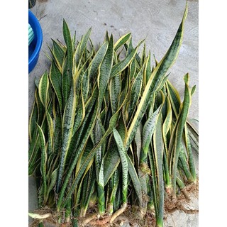 50 cây lưỡi hổ cao lớn như hình