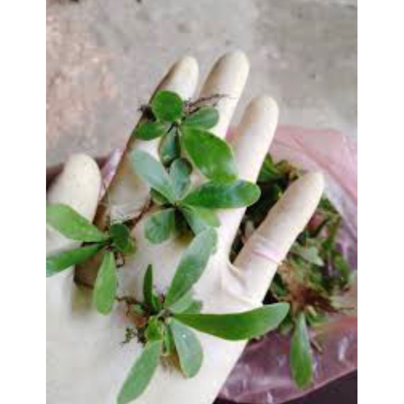 Phụng mini, (ảnh 5 )cây tổ quạ mini hay ổ phụng mini, cây trang trí tiểu cảnh bán cạn,terarium