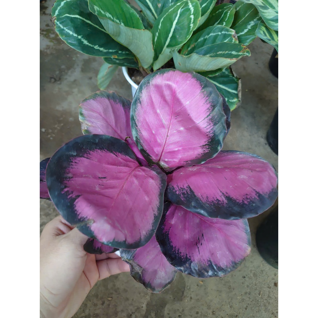 Cây đuôi công (nhiều loại, giống mới) - chậu cây cảnh trang trí nhà cửa tạo không gian xanh
