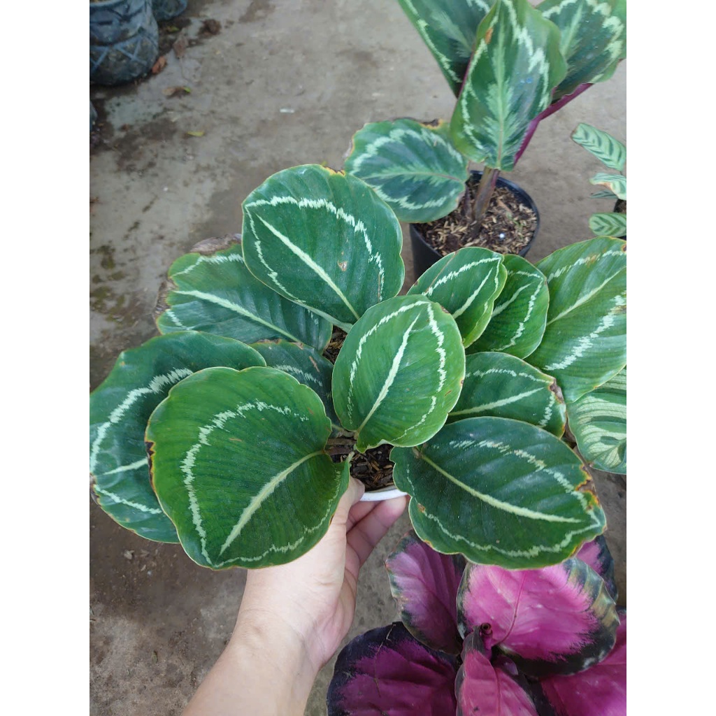 Cây đuôi công (nhiều loại, giống mới) - chậu cây cảnh trang trí nhà cửa tạo không gian xanh
