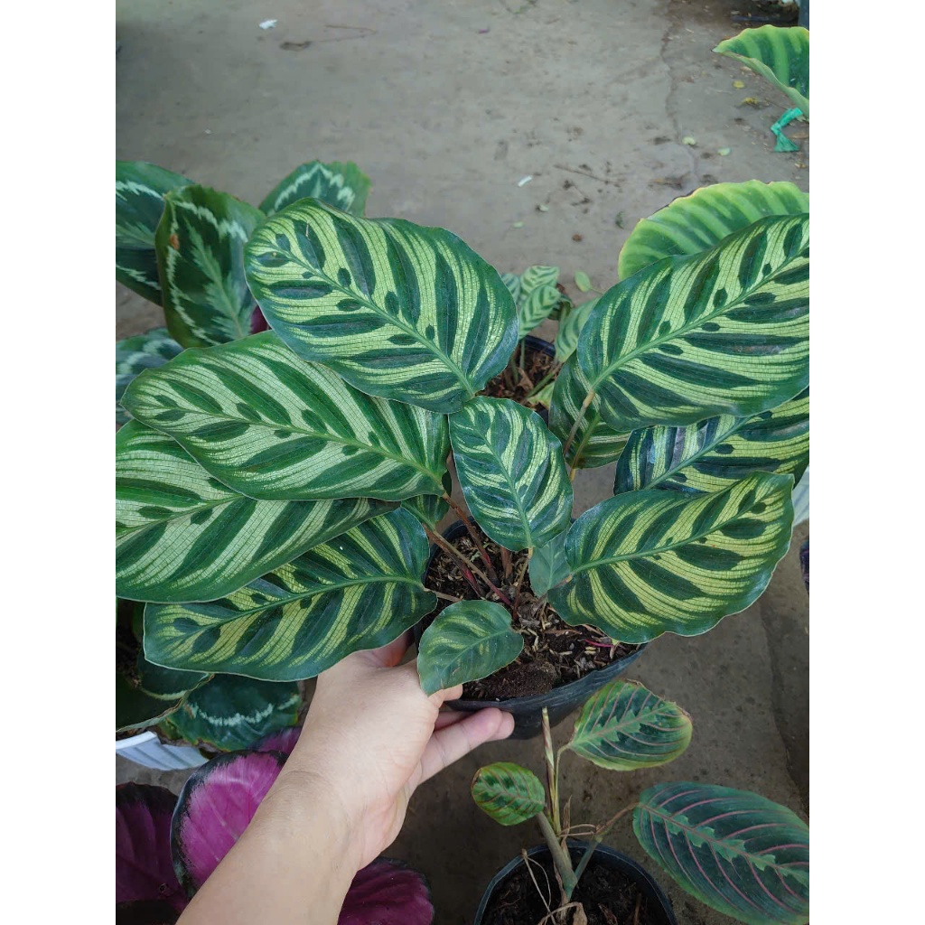 Cây đuôi công (nhiều loại, giống mới) - chậu cây cảnh trang trí nhà cửa tạo không gian xanh