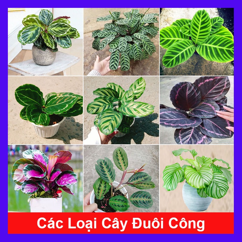 Cây đuôi công (nhiều loại, giống mới) - chậu cây cảnh trang trí nhà cửa tạo không gian xanh