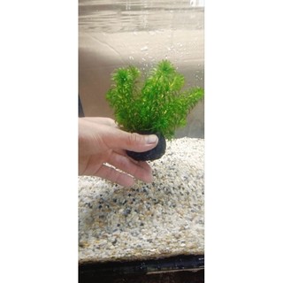Rong đuôi chó cắm sẵn vào viên giá thể không cần phân nền