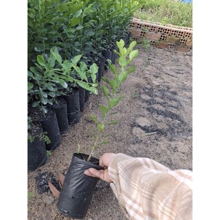 cây chúc lỡ, chanh thái. cây tầm 9 tháng