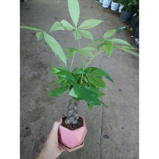 Cây kim ngân xoắn kèm chậu sứ - chậu cây cảnh để bàn hút tài lộc mang đến phong thủy tốt