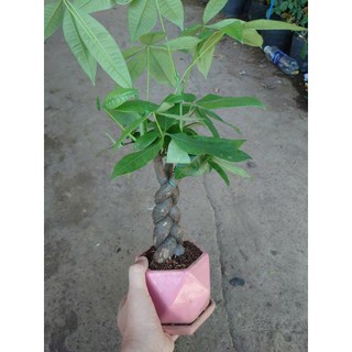 Cây kim ngân xoắn kèm chậu sứ - chậu cây cảnh để bàn hút tài lộc mang đến phong thủy tốt