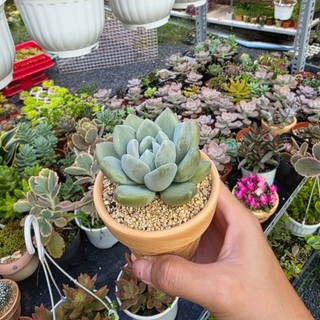 Sen đá Sỏi Bạc hàng thuần khí hậu nóng Sài Gòn cây khỏe ú nu lên phấn có sẵn tại vườn Mầm Nắng Garden lỗi 1 đền 1