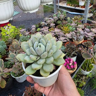 Sen đá Sỏi Bạc hàng thuần khí hậu nóng Sài Gòn cây khỏe ú nu lên phấn có sẵn tại vườn Mầm Nắng Garden lỗi 1 đền 1