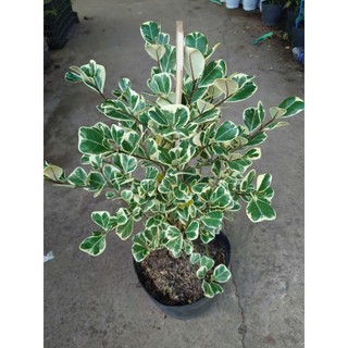 Cây đa tam phúc - bàng cẩm thạch (size lớn cao 40-80cm) chậu cây cảnh phong thủy trang trí nhà cửa