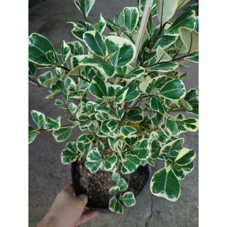 Cây đa tam phúc - bàng cẩm thạch (size lớn cao 40-80cm) chậu cây cảnh phong thủy trang trí nhà cửa