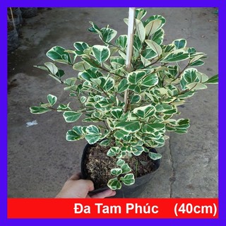 Cây đa tam phúc - bàng cẩm thạch (size lớn cao 40-80cm) chậu cây cảnh phong thủy trang trí nhà cửa