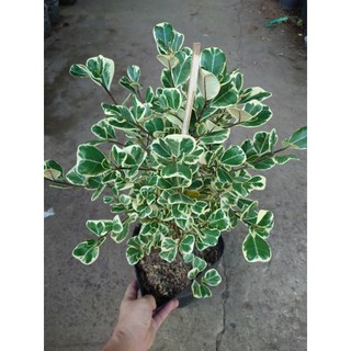 Cây đa tam phúc - bàng cẩm thạch (size lớn cao 40-80cm) chậu cây cảnh phong thủy trang trí nhà cửa