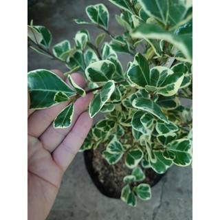 Cây đa tam phúc - bàng cẩm thạch (size lớn cao 40-80cm) chậu cây cảnh phong thủy trang trí nhà cửa