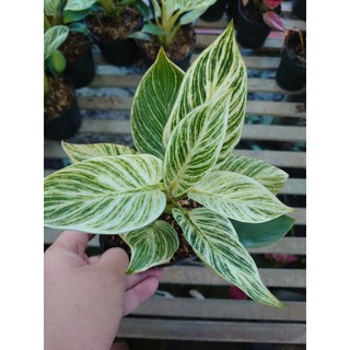 Cây Trầu Bà Đế Vương Bạch Kim (Đế Kim Cương Giống Mới) cây cảnh để bàn mang phong thủy hút tài lộc
