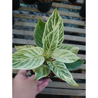 Cây Trầu Bà Đế Vương Bạch Kim (Đế Kim Cương Giống Mới) cây cảnh để bàn mang phong thủy hút tài lộc
