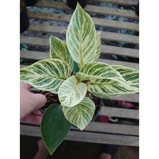 Cây Trầu Bà Đế Vương Bạch Kim (Đế Kim Cương Giống Mới) cây cảnh để bàn mang phong thủy hút tài lộc