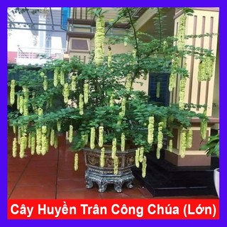 Cây Huyền Trân Công Chúa (cây lớn 2 năm tuổi cao 60-100cm) - chậu cây cảnh đẹp trồng sân vườn