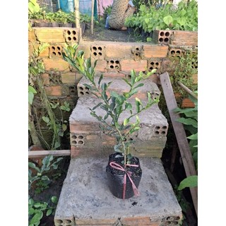 cây Chúc lỡ đẹp tặng thêm 2 cây giống 20cm luôn