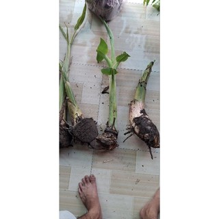 cây chuối sáp nghệ chuẩn giống 100%