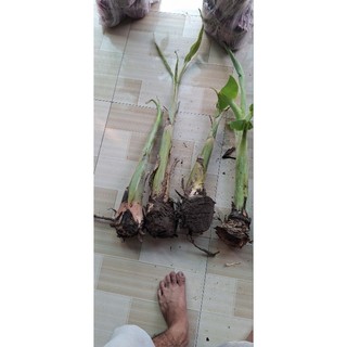 cây chuối sáp nghệ chuẩn giống 100%