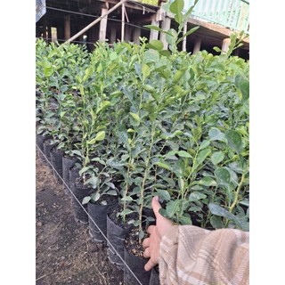 cây Chúc to, bầu to đẹp, chanh thái , chanh chúc