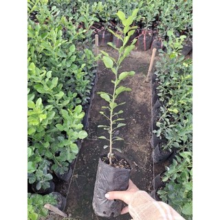 cây Chúc to, bầu to đẹp, chanh thái , chanh chúc