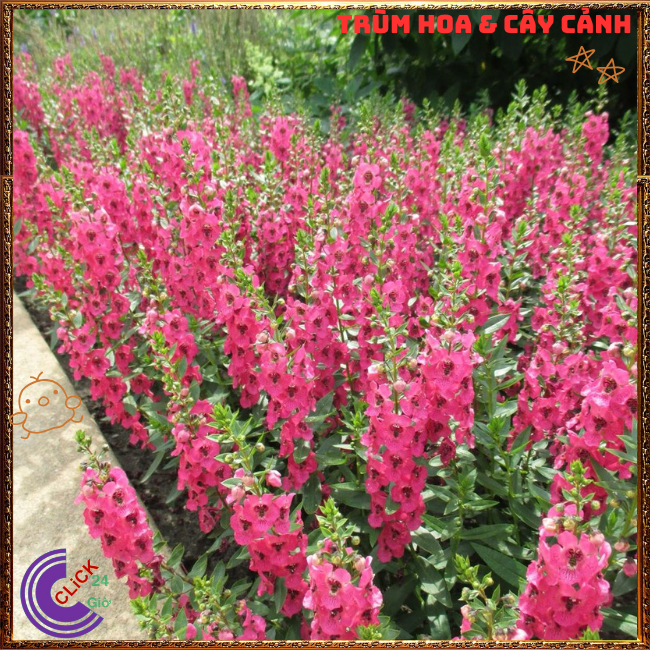 Chậu Hoa NGỌC HÂN màu hồng mới ngọt mắt tuyệt đẹp siêu dễ thương️🎊 Hoa Mười Giờ Bonsai & Phụ Kiện