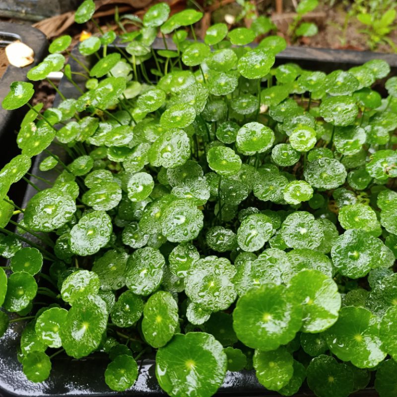 combo 2 chậu cây thủy sinh rau má dù (sen dù) cỏ đồng tiền, dễ chơi ...