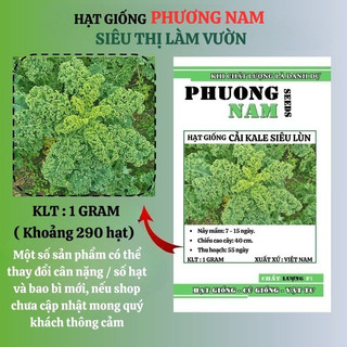 1 Gram - Hạt Giống Cải Kale Siêu Xoăn Lùn 40 Cm Phương Nam
