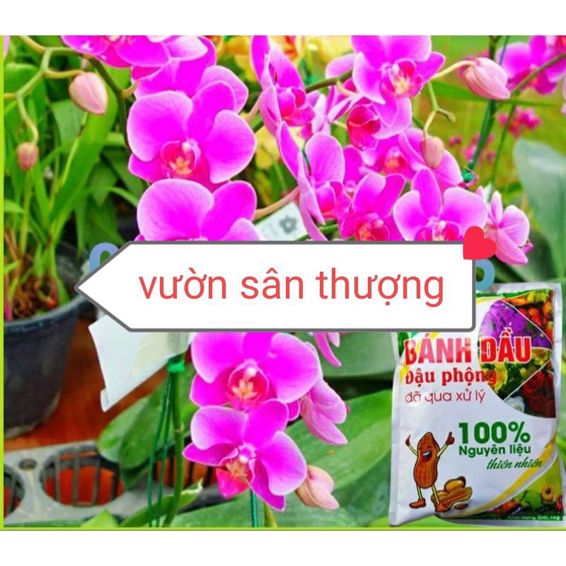 1kg Phân Bánh Dầu Đậu Phộng Đã Xử Lý Giàu Nito