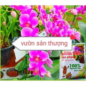 1kg Phân Bánh Dầu Đậu Phộng Đã Xử Lý Giàu Nito