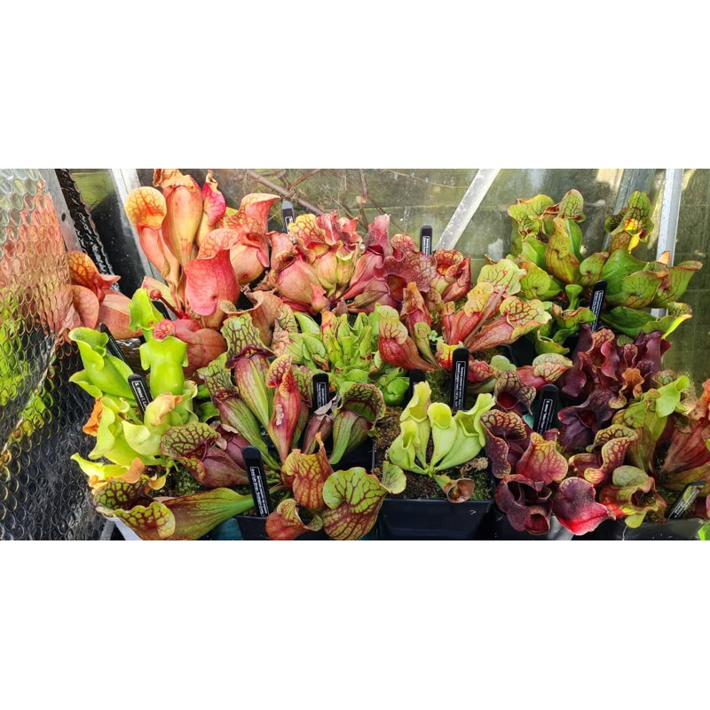 Cây Hố bẫy (Sarracenia) dòng cây ăn thịt, cây bắt mồi cảnh, để bàn