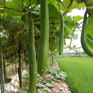 hạt giống BẦU SAO LAI siêu dễ trồng- gói 10 hạt
