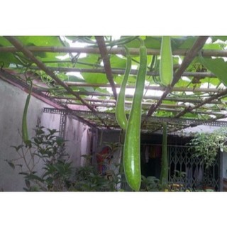 hạt giống BẦU SAO LAI siêu dễ trồng- gói 10 hạt