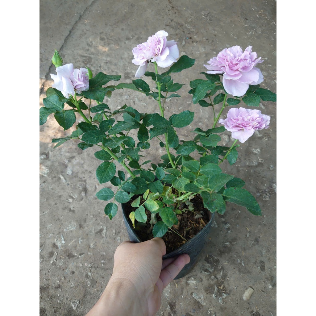 Hoa Hồng Blue Storm màu tím đẹp có hương thơm hoa quả
