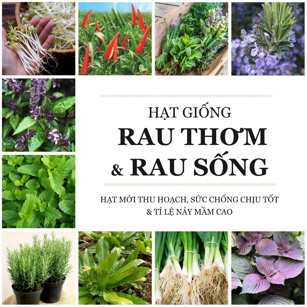 Hạt giống các loại Rau Thơm - Rau Sống nhanh thu hoạch, trồng mỗi thứ ...
