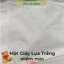 THÙNG 20 GÓI TẶNG 4 Giấy ăn rút lụa trắng GÓI TO TEDDY BEAR MOLLIS XANH 3 LỚP MỀM MỊN TIẾT KIỆM