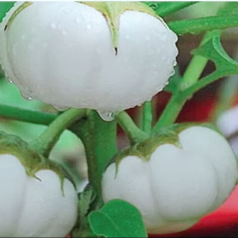 Hạt Giống Cà Trắng Khổng Lồ( Cà Nén Ngày Xưa) Dễ Trồng, Chất Lượng Cao