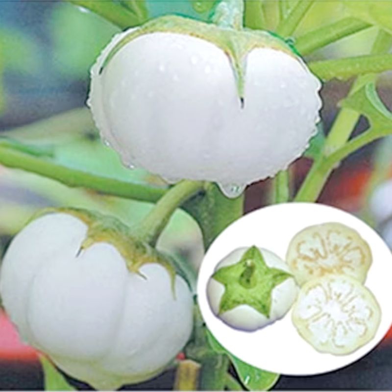 Hạt Giống Cà Trắng Khổng Lồ( Cà Nén Ngày Xưa) Dễ Trồng, Chất Lượng Cao