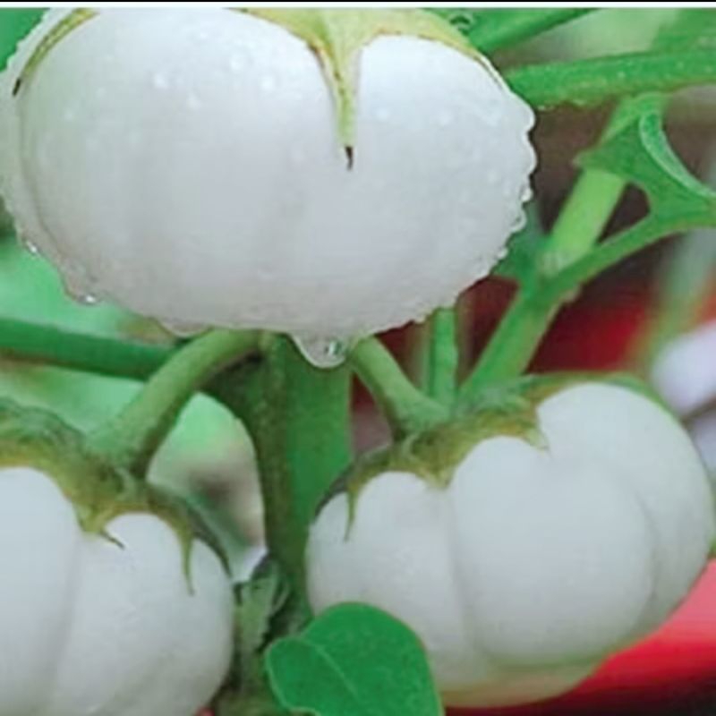 Hạt Giống Cà Trắng Khổng Lồ( Cà Nén Ngày Xưa) Dễ Trồng, Chất Lượng Cao