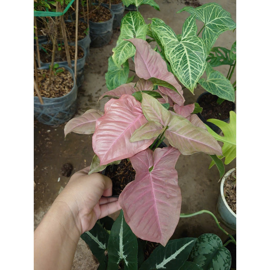 Combo cây trầu bà (nhiều loại, giống mới) chậu cây cảnh trong nhà trang trí tạo không gian xanh mát