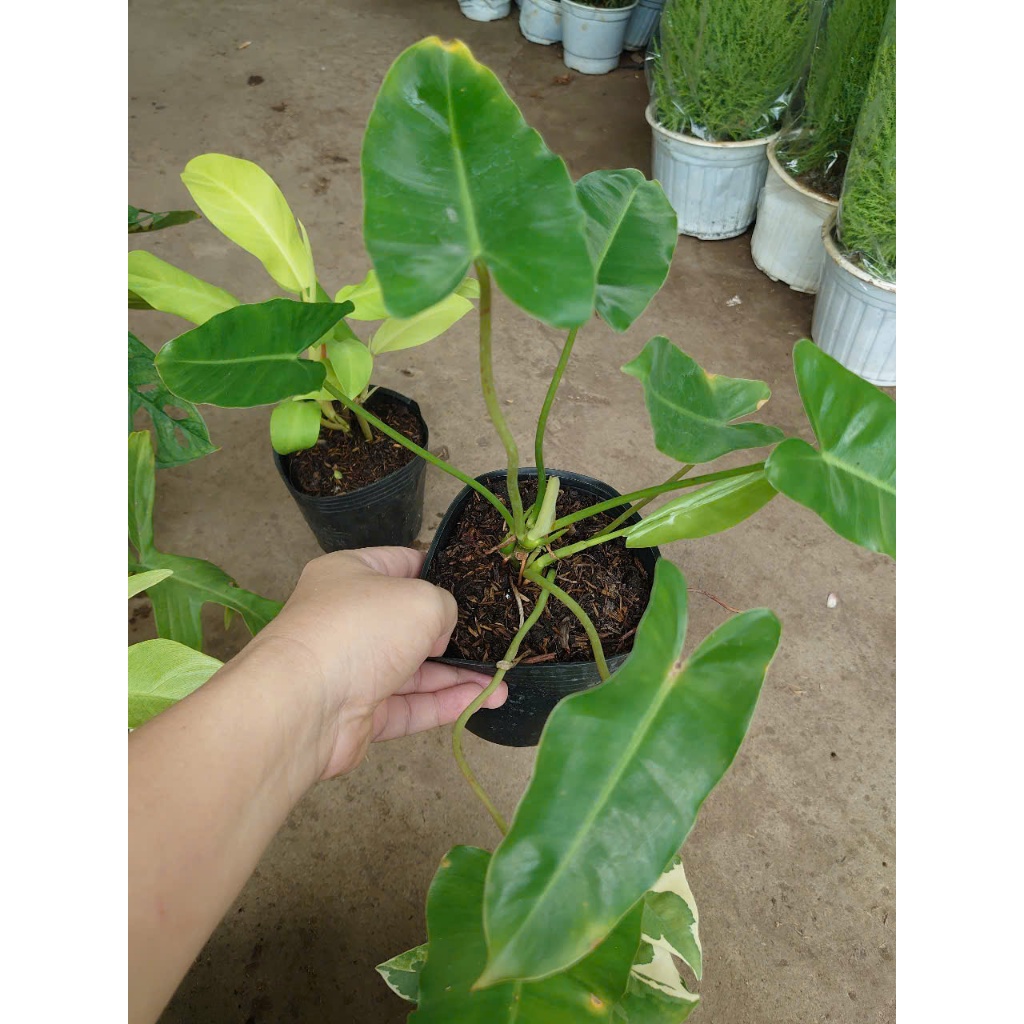 Combo cây trầu bà (nhiều loại, giống mới) chậu cây cảnh trong nhà trang trí tạo không gian xanh mát